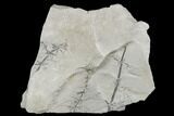 Pennsylvanian Fossil Horsetail (Annularia) Plate - Kentucky #176780-1
